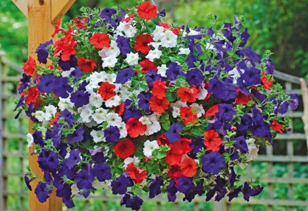 Red white and blue hanging basket